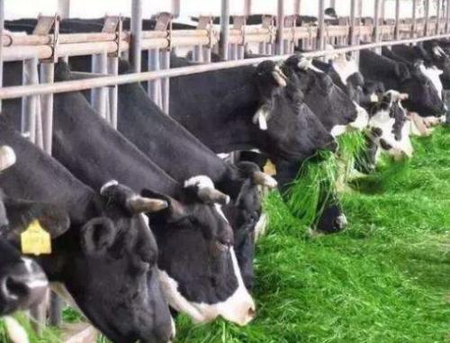 食品獸藥殘留限量標(biāo)準(zhǔn)上限，不用擔(dān)心，獸藥殘留檢測儀可以滿足