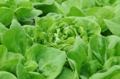 農(nóng)殘快速檢測(cè)儀對(duì)同植株的檢測(cè)結(jié)果一致嗎？