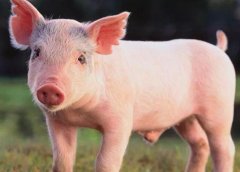 獸藥殘留檢測(cè)儀可以取代實(shí)驗(yàn)室檢測(cè)嗎？