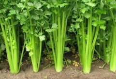 農(nóng)殘快速檢測儀廠家哪個好？山東云唐科技