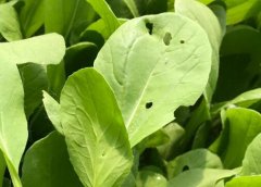 農(nóng)殘超標農(nóng)產(chǎn)品需要用什么儀器？